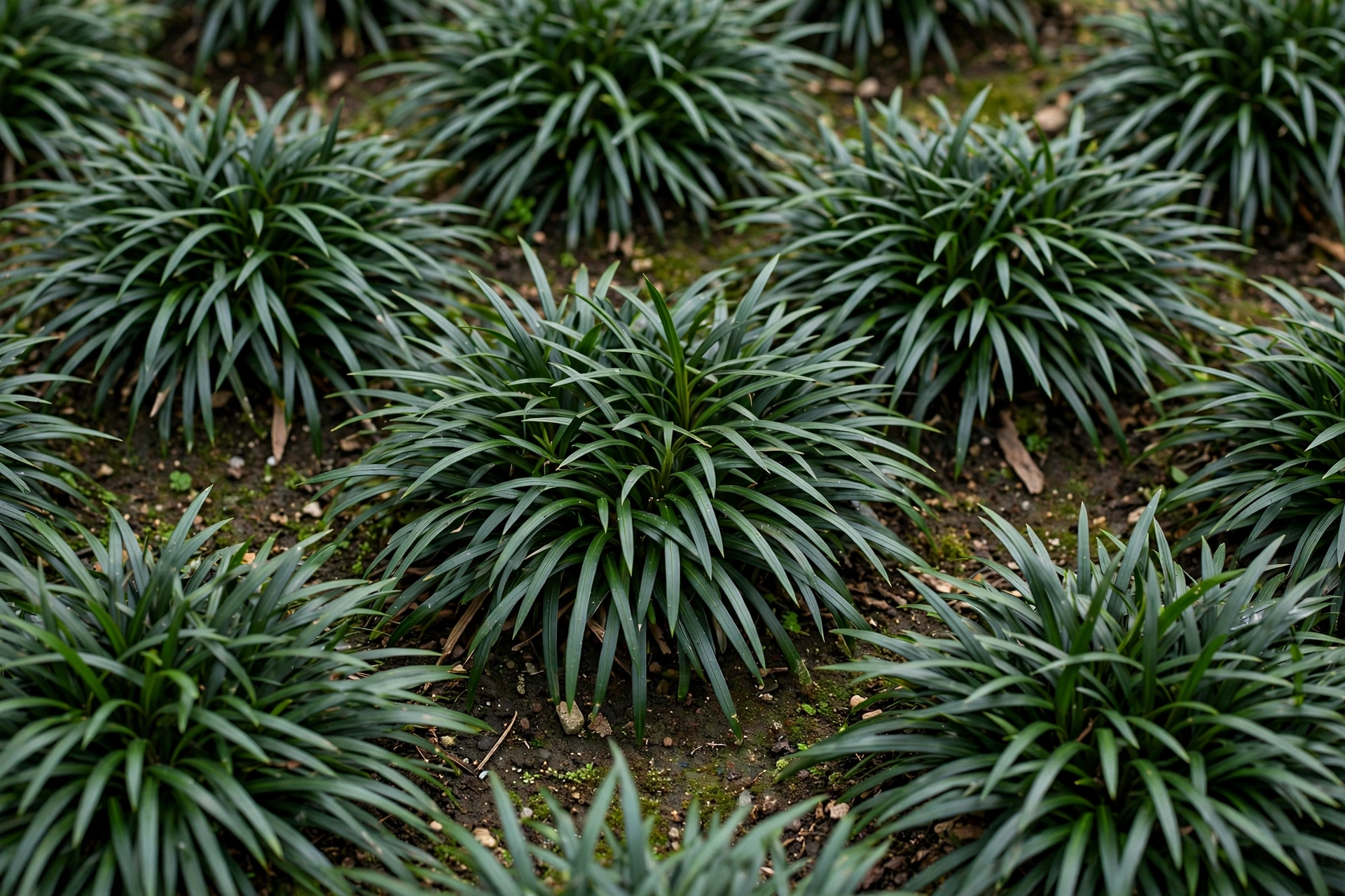地被植物一平米种多少棵？种植密度与养护要点